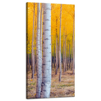 Obraz na płótnie Brzozy Jesienią Żółte Liście 40x80 cm