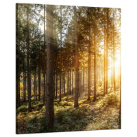 Obraz na płótnie Brzozy Drzewa Słońca Poranek 80x100 cm