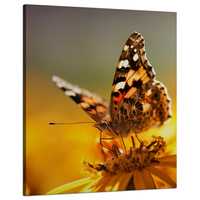 Obraz na płótnie Zwierzęta Motyl na Kwiatku 80x100