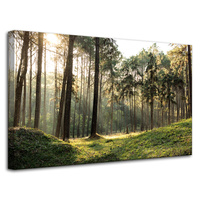 Obraz na płótnie Las Drzewa Słońce Natura 80x50 cm