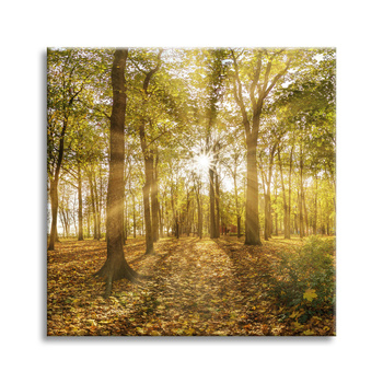 Obraz na płótnie Słońce między Drzewami w Lesie 40X40 cm