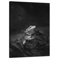 Obraz na płótnie Jaszczurka Gad Czarno-Białe Natura 50X70