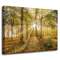 Obraz na płótnie Słońce między Drzewami w Lesie 40x30 cm