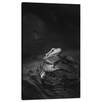 Obraz na płótnie Jaszczurka Gad Czarno-Białe Natura 60x100