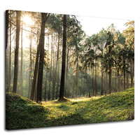 Obraz na płótnie Las Drzewa Słońce Natura 100x80 cm