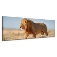 Obraz na płótnie Chodzący Lew na Sawannie Trawa 120x40 cm
