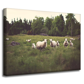 Obraz na płótnie Natura Owce na pastwisku 40x30 cm