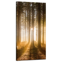 Obraz na płótnie Słońce w Lesie Światło Drzewa 40x80 cm