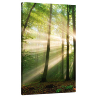 Obraz na płótnie Słońce w Lesie Drzewa Natura 70x120 cm