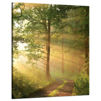 Obraz na płótnie Światło Słońca Las Ścieżka Natura 80x100 cm