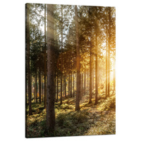 Obraz na płótnie Brzozy Drzewa Słońca Poranek 80x120 cm