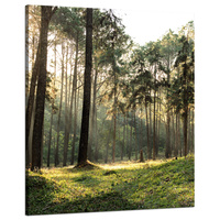 Obraz na płótnie Las Drzewa Słońce Natura 80x100 cm