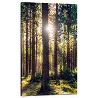 Obraz na płótnie Las Słońce Drzewa Wiosna Poranek 60x100 cm