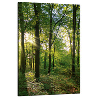 Obraz na płótnie Słońce Las Drzewa Promienie Światła 80x120 cm