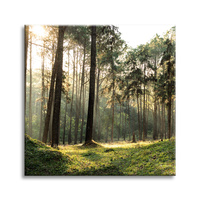 Obraz na płótnie Las Drzewa Słońce Natura 80X80 cm