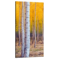 Obraz na płótnie Brzozy Jesienią Żółte Liście 60x120 cm