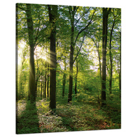 Obraz na płótnie Słońce Las Drzewa Promienie Światła 80x100 cm