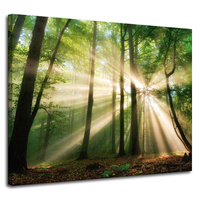 Obraz na płótnie Słońce w Lesie Drzewa Natura 100x80 cm
