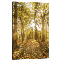 Obraz na płótnie Słońce między Drzewami w Lesie 50x80 cm
