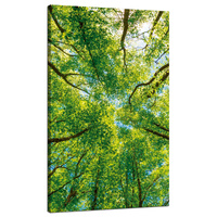 Obraz na płótnie Drzewa Liście Natura Las Wiosna 70x120 cm