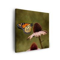 Obraz na płótnie Botanika Motyl kwiat 40x40 cm