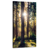 Obraz na płótnie Las Słońce Drzewa Wiosna Poranek 40x80 cm