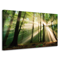 Obraz na płótnie Słońce w Lesie Drzewa Natura 100x60 cm