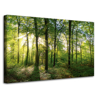 Obraz na płótnie Słońce Las Drzewa Promienie Światła 80x50 cm