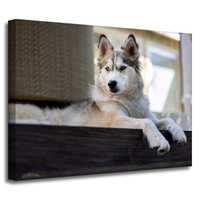 Obraz na płótnie Zwierzęta Pies husky 40x30 cm
