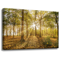 Obraz na płótnie Słońce między Drzewami w Lesie 60x40 cm