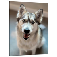 Obraz na płótnie Zwierzęta Pies husky 50x70 cm