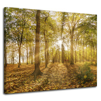 Obraz na płótnie Słońce między Drzewami w Lesie 100x80 cm