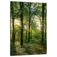 Obraz na płótnie Słońce Las Drzewa Promienie Światła 60x90 cm
