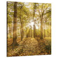 Obraz na płótnie Słońce między Drzewami w Lesie 80x100 cm