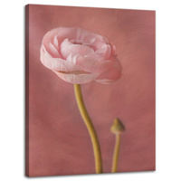 Obraz na płótnie Botanika Różowa peonia 30x40 cm