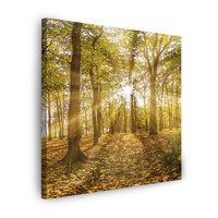 Obraz na płótnie Słońce między Drzewami w Lesie 60X60 cm