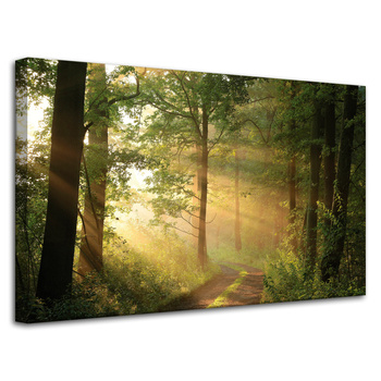 Obraz na płótnie Światło Słońca Las Ścieżka Natura 80x50 cm