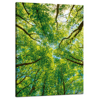 Obraz na płótnie Drzewa Liście Natura Las Wiosna 50x70 cm