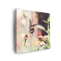 Obraz na płótnie Natura Owad Motyl Kwiaty Wiosna Lato 90x90