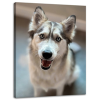 Obraz na płótnie Zwierzęta Pies husky 30x40 cm