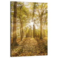 Obraz na płótnie Słońce między Drzewami w Lesie 80x120 cm