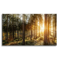 Obraz na płótnie Brzozy Drzewa Słońca Poranek 120x80 cm