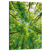 Obraz na płótnie Drzewa Liście Natura Las Wiosna 80x120 cm