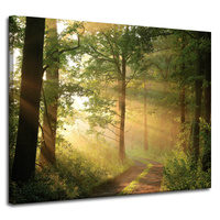 Obraz na płótnie Światło Słońca Las Ścieżka Natura 100x80 cm