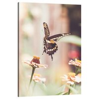 Obraz na płótnie Natura Owad Motyl Kwiaty Wiosna Lato 80x120