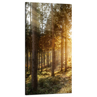 Obraz na płótnie Brzozy Drzewa Słońca Poranek 60x120 cm