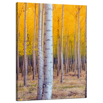 Obraz na płótnie Brzozy Jesienią Żółte Liście 50x70 cm