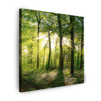 Obraz na płótnie Słońce Las Drzewa Promienie Światła 40X40 cm