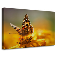 Obraz na płótnie Zwierzęta Motyl na Kwiatku 90x60