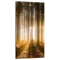 Obraz na płótnie Słońce w Lesie Światło Drzewa 60x120 cm